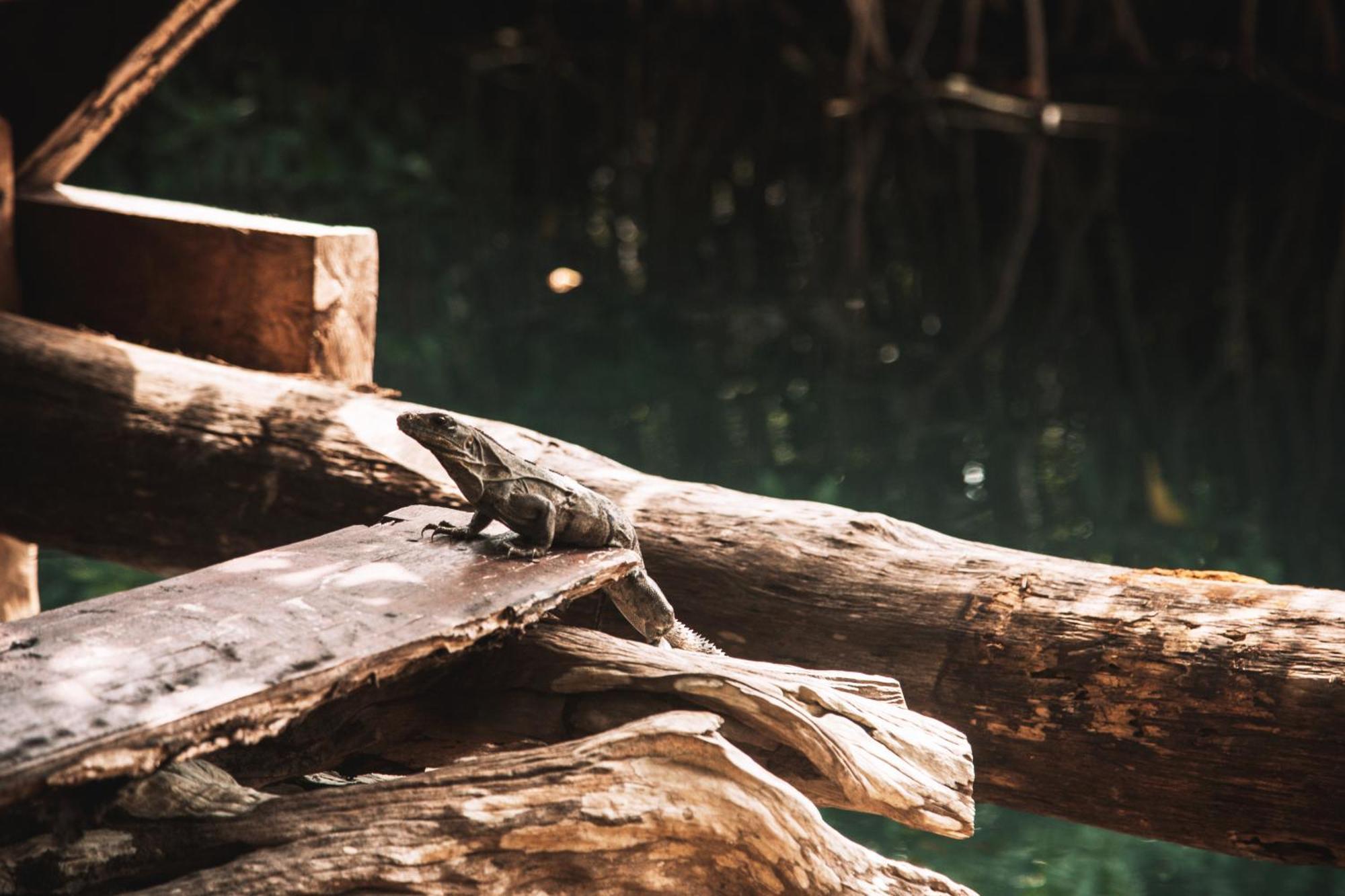 Uman Glamping & Cenote Tulum Hotell Exteriör bild